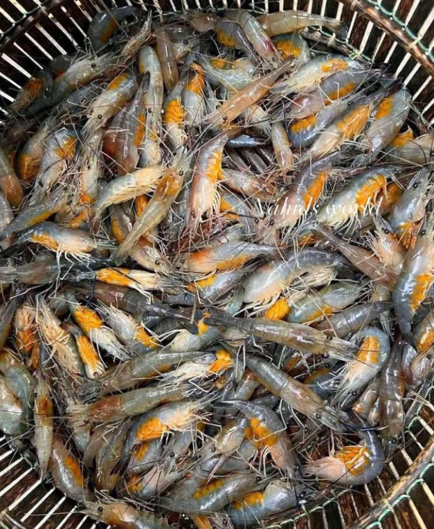 ডিমা চিংড়ি-প্রতি কেজি ১৫০০ টাকা।