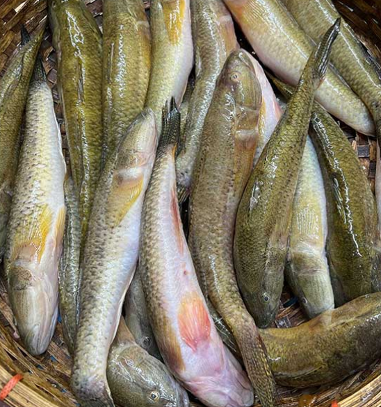 বাইলা মাছ - প্রতি কেজি ১৪০০ টাকা