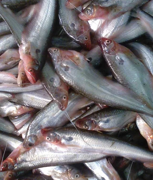 পাবদা মাছ- প্রতি কেজি ৮০০ টাকা