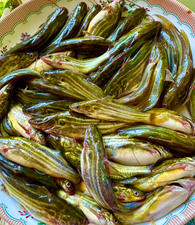 দেশি টেংরা- প্রতি কেজি ৯০০ টাকা