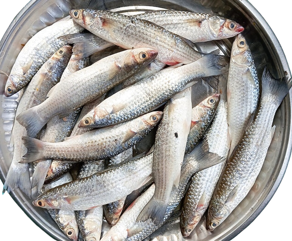 পারশে মাছ - প্রতি কেজি ১০০০ টাকা