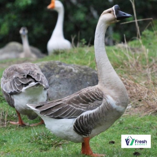 Premium Deshi Swan Duck.(দেশী রাজ হাঁস)